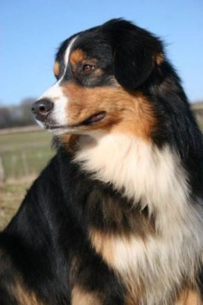 Hillhorsestable's Rope a Dream "Oskar"