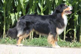 Hillhorsestable's Rope a Dream "Oskar"