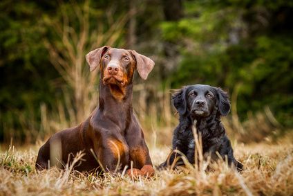 Hundeschule Hör-nix, Verhaltenstherapie
