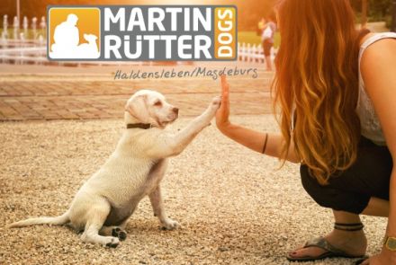 Matin Rütter DOGS Haldensleben/Magdeburg