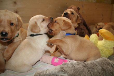 Matin Rütter DOGS Haldensleben/Magdeburg