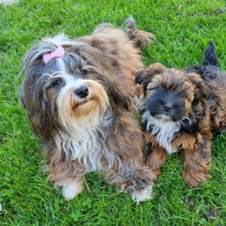 von den Schutterner Bärle