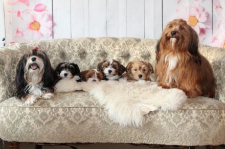 von den Schutterner Bärle