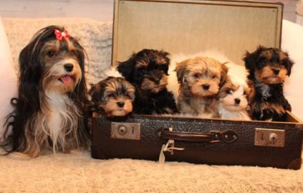 von den Schutterner Bärle