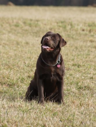 Traumhaft schöner Deckrüde Baro