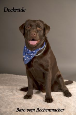 Traumhaft schöner Deckrüde Baro