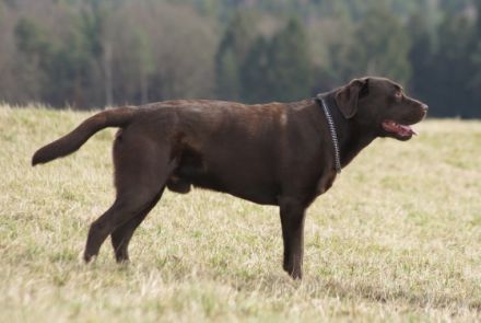 Traumhaft schöner Deckrüde Baro
