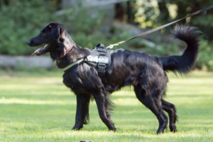 vom Räuber Romeiron