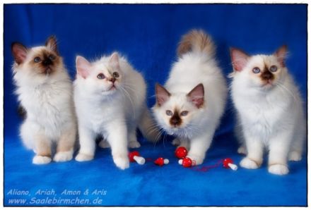 Von den Saalebirmchen