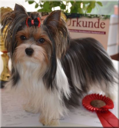 Zaylin Wonder of the World