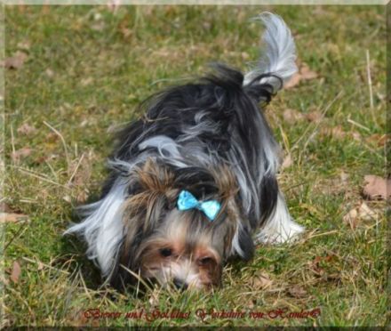 Zaylin Wonder of the World