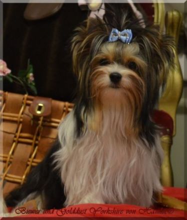 Zaylin Wonder of the World