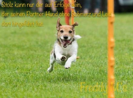 Freddy M.'s - Tierpsychologische Praxis