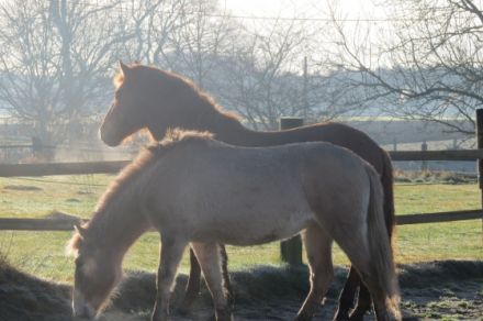 Tierheilpraxis Pferd, Hund & Katze