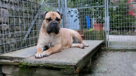 Hazienda High Chapperal