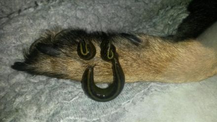 Blutegeltherapie-für-Tiere Franziska Schmitt