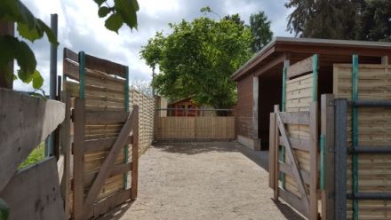 Spiegelbild-Hund / HuTa die Pfoteninsel