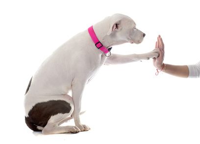 Spiegelbild-Hund / HuTa die Pfoteninsel