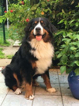 Emil vom Burgholzer Wäldchen