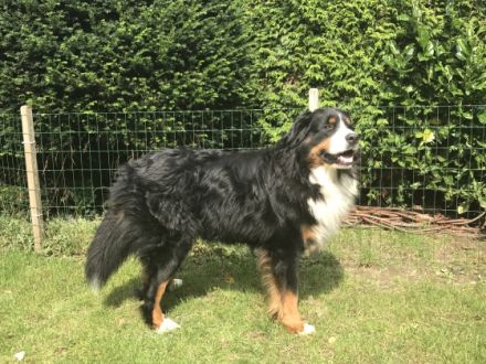 Emil vom Burgholzer Wäldchen