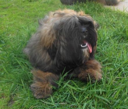 of Kari Tibetian Shine