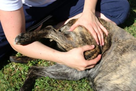 In Motu - Physio für Hund & Halter