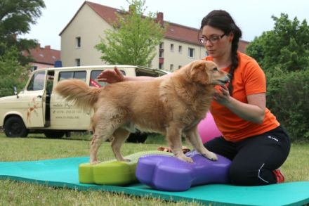In Motu - Physio für Hund & Halter