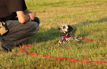 Guthund - Duales Lernsystem