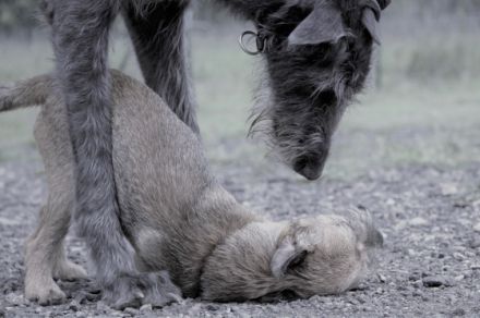 Menschenshundetrainer - Ausbildung