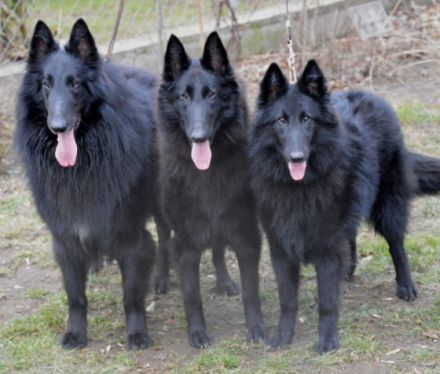 deu Chateau de Montmirail