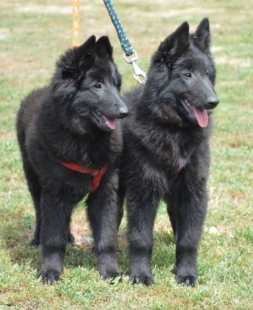 deu Chateau de Montmirail