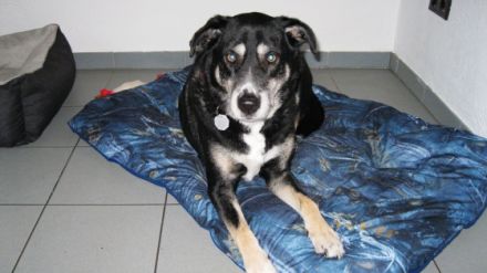 Hundepension Schwarze Berge