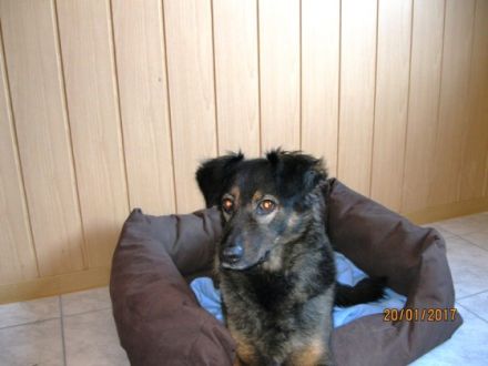 Hundepension Schwarze Berge