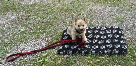 Hundeschule Schwarze Berge