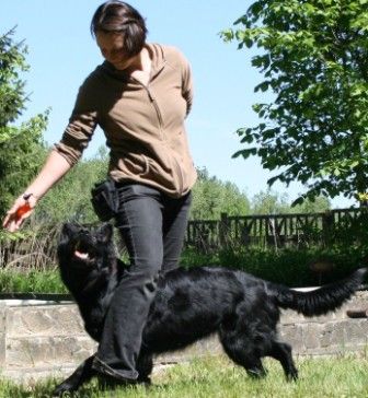 Die Hundeschule mit AHA Effekt