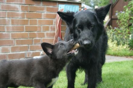 Die Hundeschule mit AHA Effekt