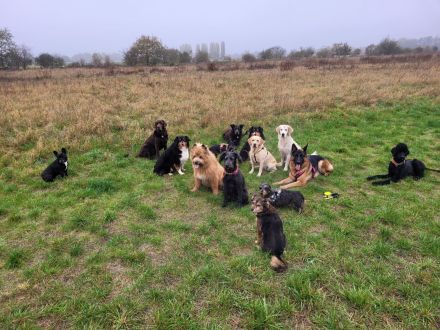 Die Hundeschule mit AHA Effekt