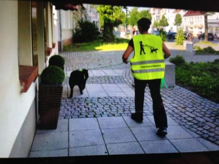 Die Hundeschule mit AHA Effekt