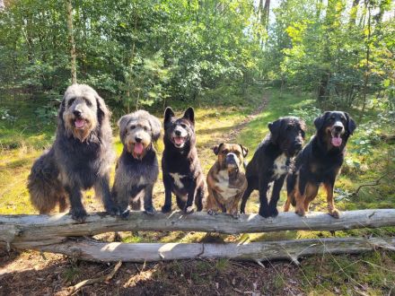 Die Hundeschule mit AHA Effekt