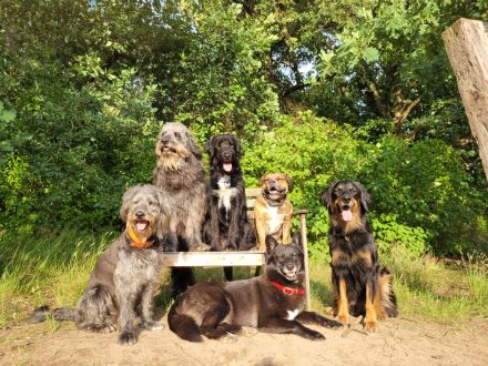 Die Hundeschule mit AHA Effekt