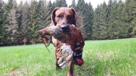 Hundeservice Peter Müller