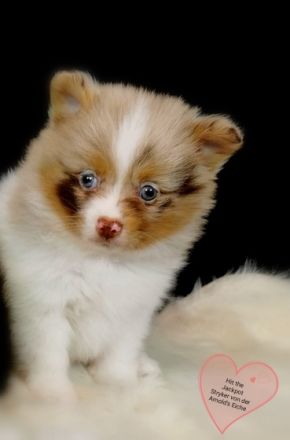 1 Pomeranianhündinwelpen braungefleckt, 1 Hündinwelpe