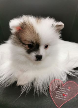 1 Pomeranianhündinwelpen braungefleckt, 1 Hündinwelpe