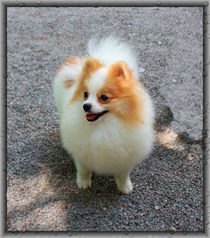 1 Pomeranianhündinwelpen braungefleckt, 1 Hündinwelpe