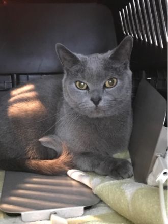 Tierheilpraxis Cornelia Köhler