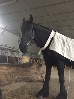 Tierheilpraxis Cornelia Köhler