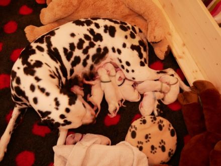 Dalmatiner von der Ambacher Höhe