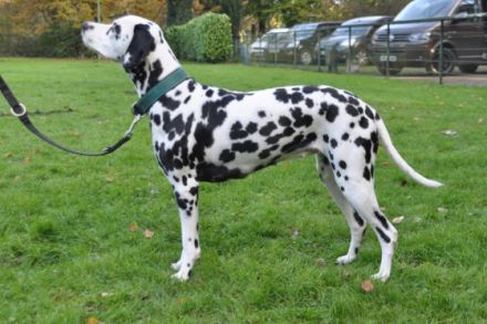 Dalmatiner von der Ambacher Höhe