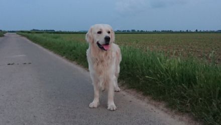 Rock me Amadeus-Cooper of Lemontree, the golden Kiru