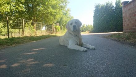 Rock me Amadeus-Cooper of Lemontree, the golden Kiru